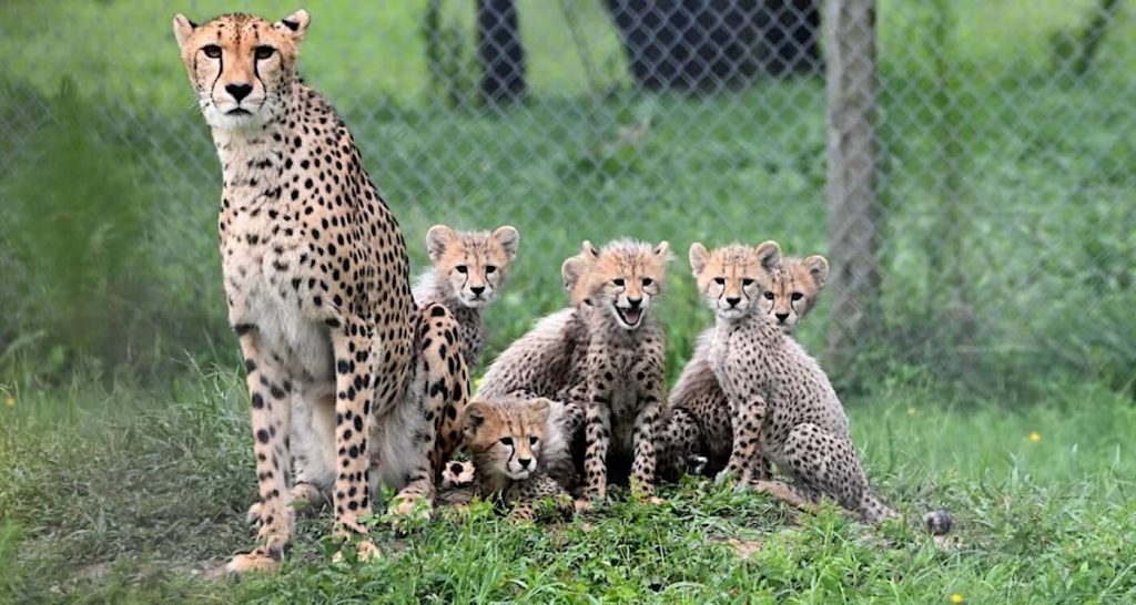 six-baby-cheetahs-born-in-the-richmond-zoo’s-prolific-breeding-program-–-167-cats-since-2013-(watch)