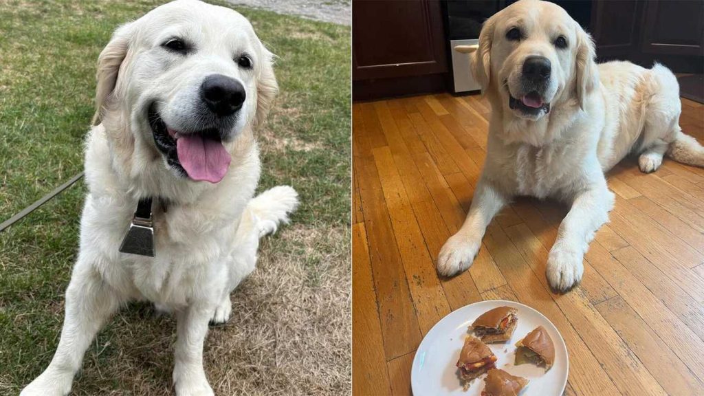police-dog-enjoys-meaty-reward-for-finding-missing-massachusetts-man:-‘can’t-hide-his-smile’