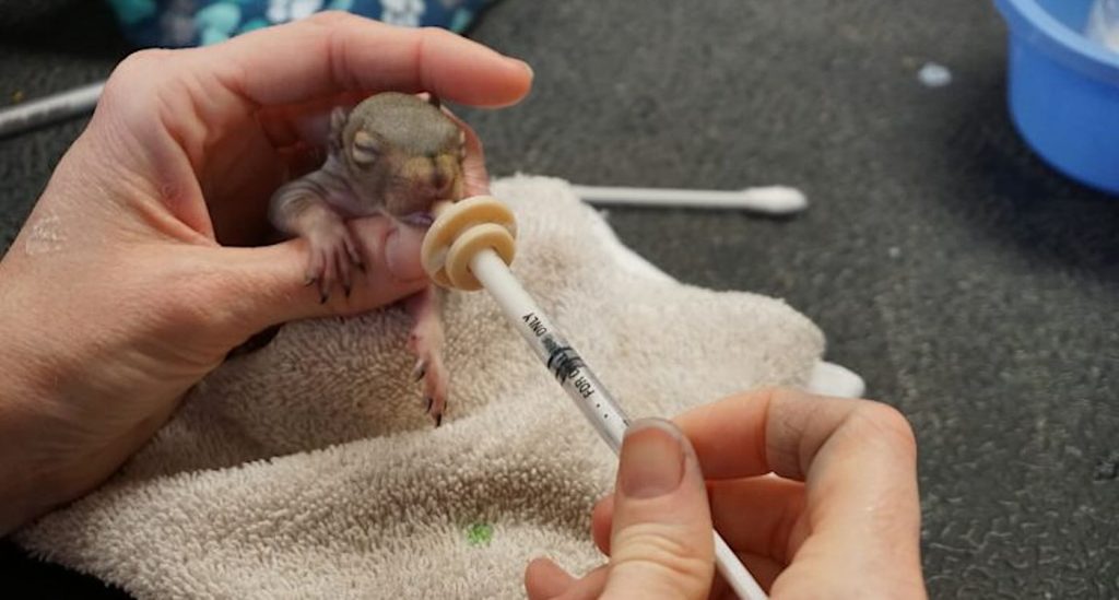 in-prisons-across-ohio,-inmates-find-meaning-by-saving-orphaned-and-injured-animals