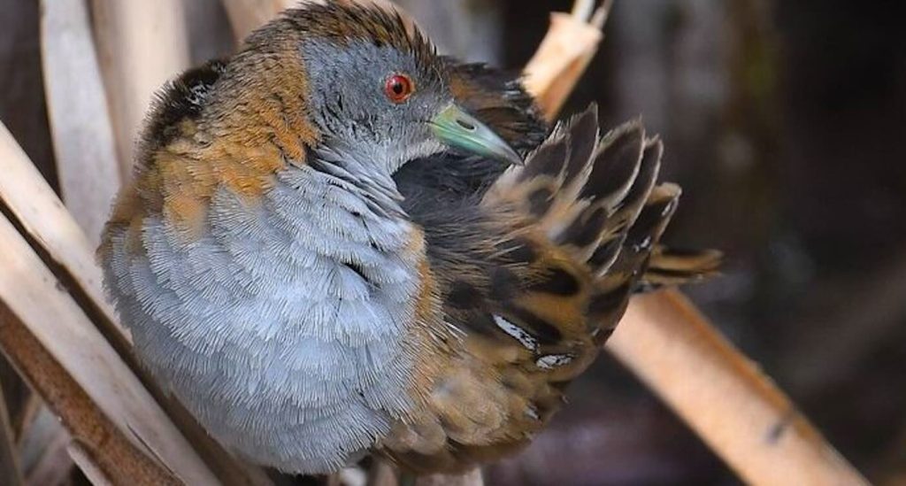 a-melbourne-sewage-farm-has-become-a-haven-for-300-species-of-birds