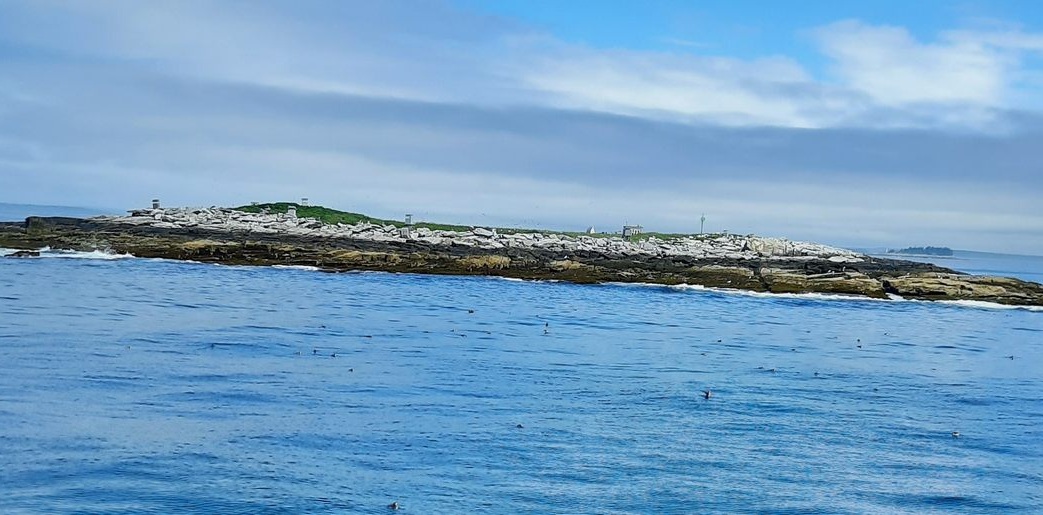 determined-scientists-created-only-puffin-colony-in-the-us,-and-continue-to-protect-it-decades-later