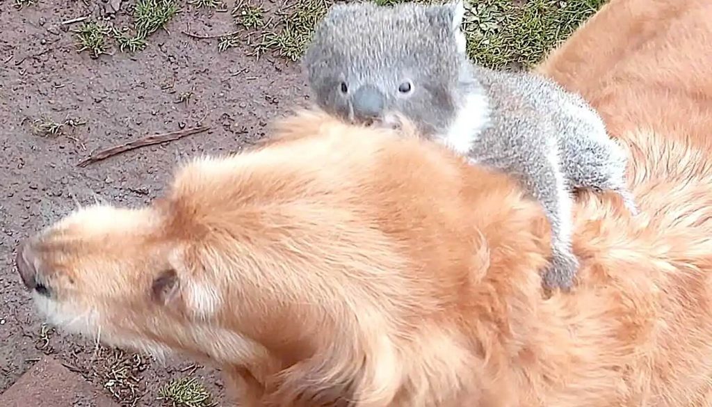 man-is-shocked-to-find-his-dog-giving-a-baby-koala-a-piggyback-ride