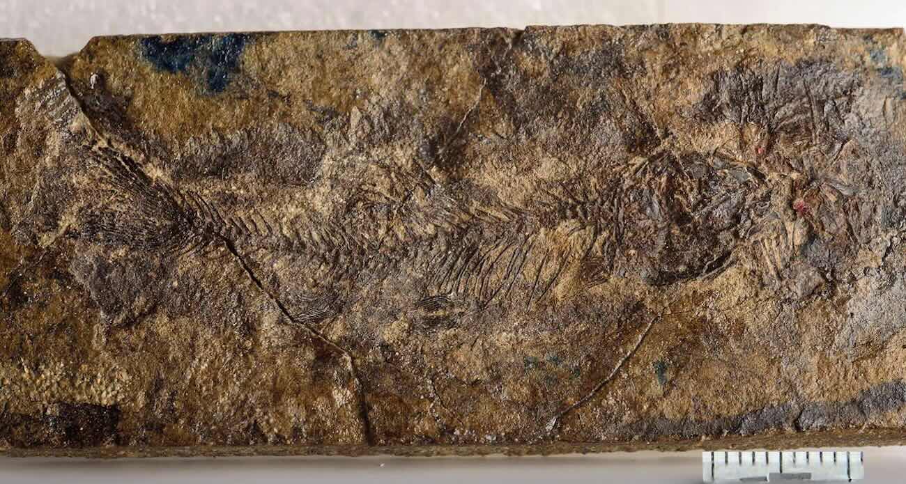 tiny-prehistoric-fish-fossil-rewrites-evolution-with-clues-for-mysterious-origins-of-catfish-and-carp