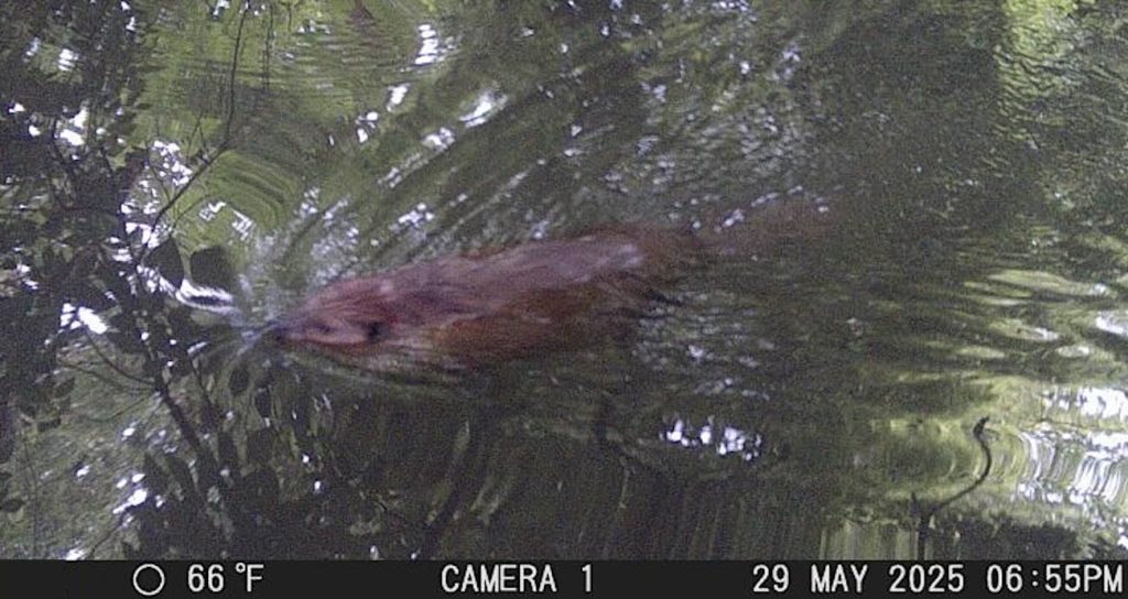 camera-traps-reveal-beavers-have-finally-returned-to-the-bronx-river-after-‘a-very-long-time’