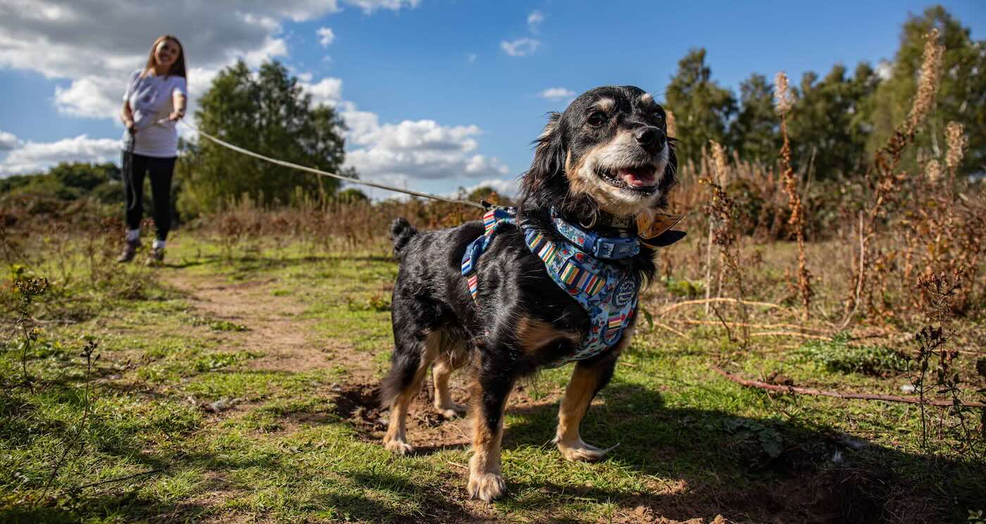 stray-dog-saved-from-‘death-row’-turns-into-brilliant-detective,-sniffing-out-lost-animals