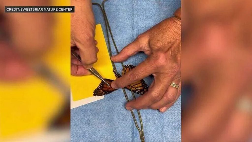 emergency-butterfly-wing-transplant-is-a-success-watched-by-millions-on-social-media