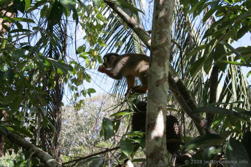 a-nation-that’s-90%-rainforest-announces-new-protections-for-over-25-million-acres