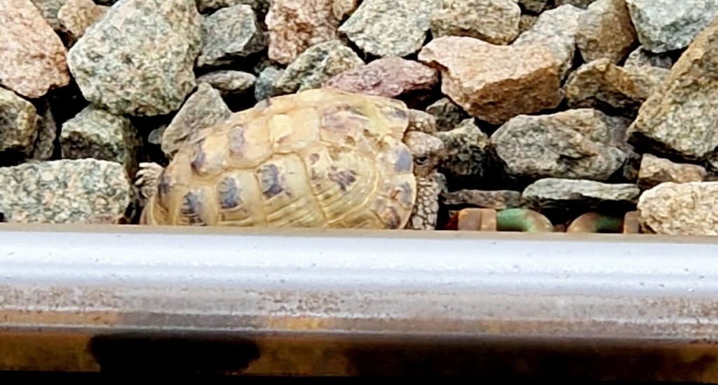 escaped-pet-tortoise-wanders-onto-train-tracks-but-is-saved-by-railway-staff-after-passenger-spots-it
