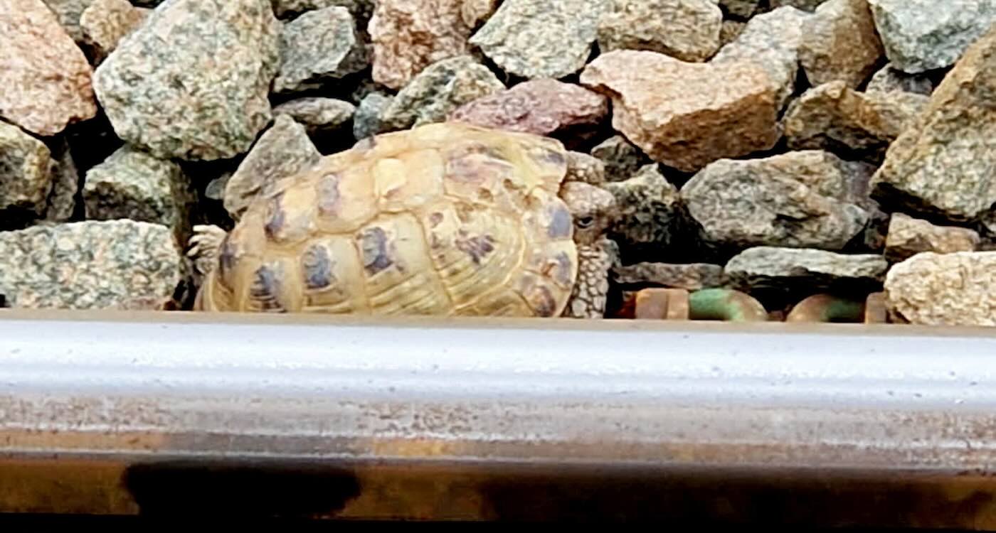 escaped-pet-tortoise-wanders-onto-train-tracks-but-is-saved-by-railway-staff-after-passenger-spots-it