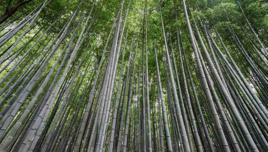biodegradable-plastic-made-from-bamboo-is-stronger-and-easy-to-recycle