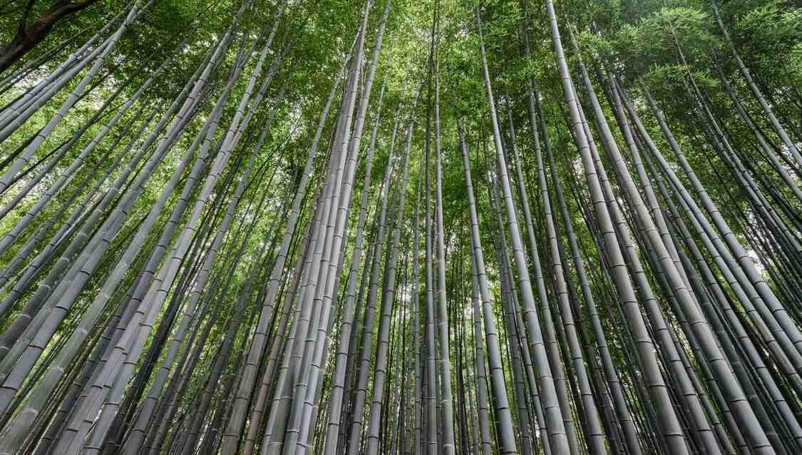 biodegradable-plastic-made-from-bamboo-is-stronger-and-easy-to-recycle