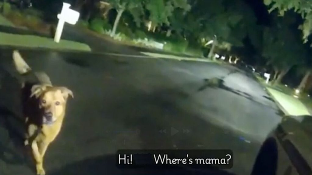 rescued-dog-becomes-the-rescuer:-family-pup-saved-from-shelter-guides-officer-to-missing-grandmother