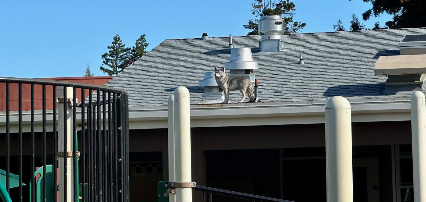 coyote-statues-are-guarding-local-school-playgrounds-keeping-pests-away