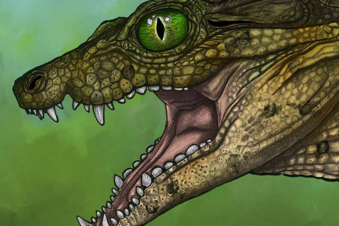 a-plant-eating-croc?-newly-identified-species-demonstrates-crocodilian-versatility