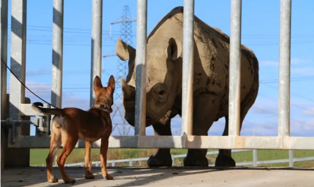 welsh-puppies-helping-to-stop-wildlife-poachers-in-africa