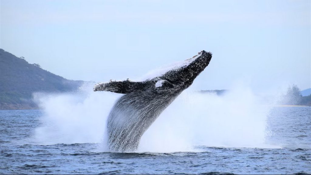 humpback-whale-population-now-well-above-pre-whaling-levels-in-australia