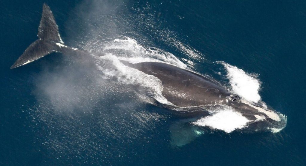 endangered-north-atlantic-right-whale-population-is-slowly-increasing,-scientists-say