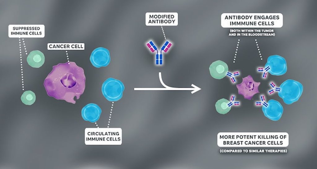 antibody-breakthrough-offers-hope-for-treatment-resistant-breast-cancer-patients