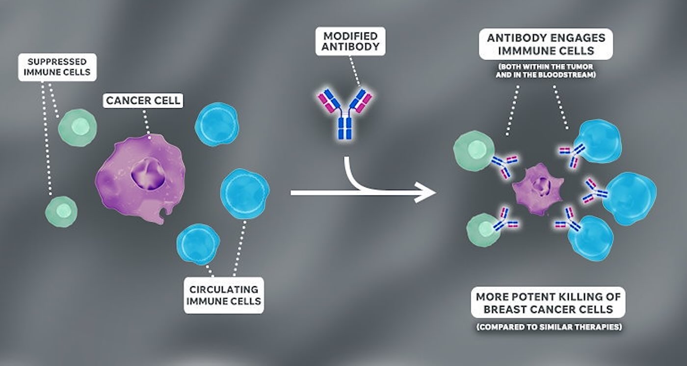 antibody-breakthrough-offers-hope-for-treatment-resistant-breast-cancer-patients