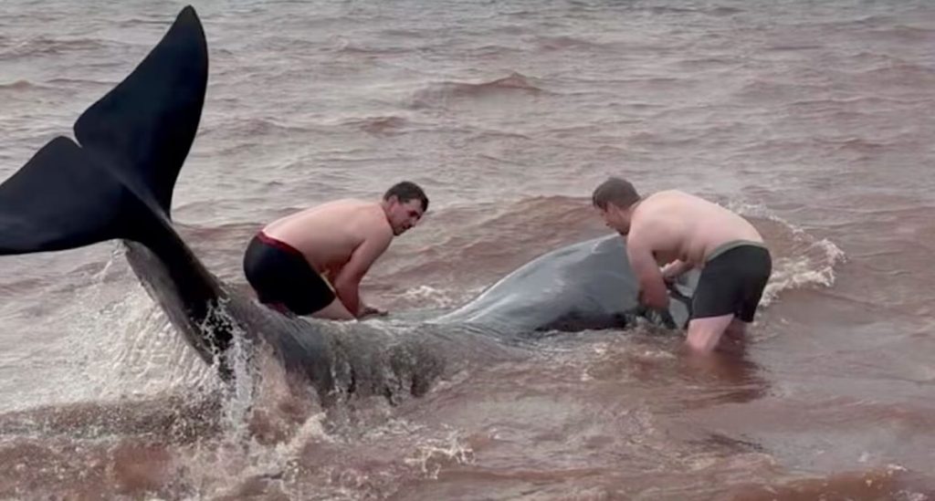 good-samaritans-stripped-down-to-briefs-to-rescue-3-stranded-whales-on-canadian-beach-(watch)