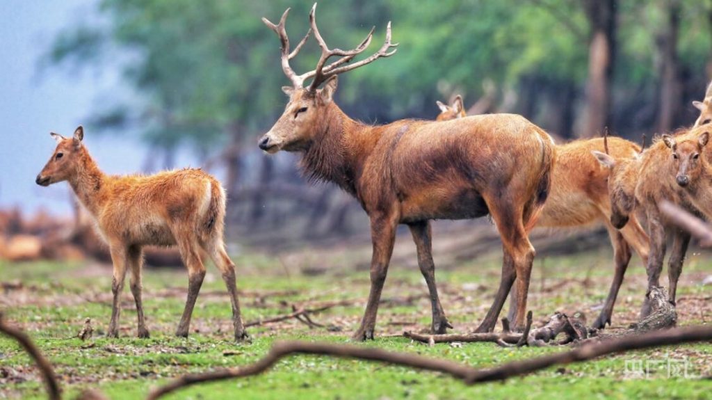 miracle-recovery-for-world’s-rarest-and-strangest-deer-–-just-39-became-8,200