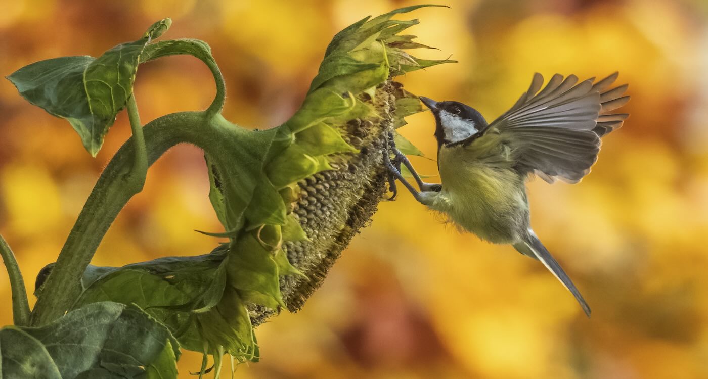 birds-feast-on-sunflower-seeds-in-perfect-autumnal-scene-captured-from-kitchen-window