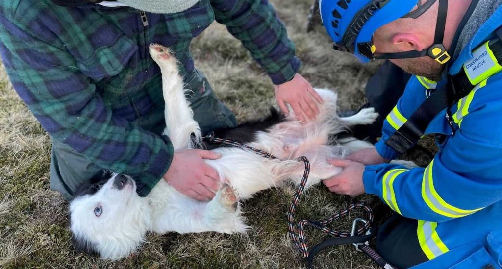 dog-‘remarkably-unscathed’-after-plunging-100ft-down-cliff-face-after-a-team-rescue
