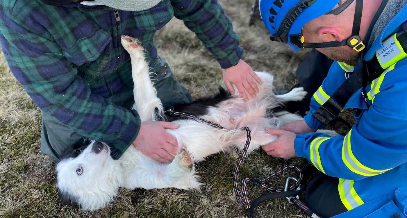 dog-‘remarkably-unscathed’-after-plunging-100ft-down-cliff-face-after-a-team-rescue