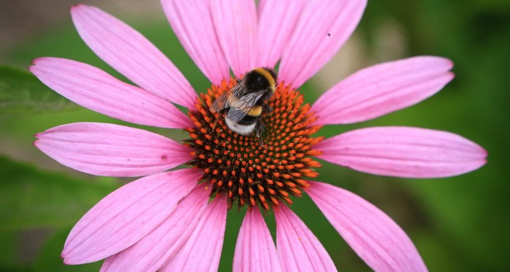 bumblebees-have-learned-to-read-simple-morse-code–an-ability-seen-only-in-humans-and-vertebrates