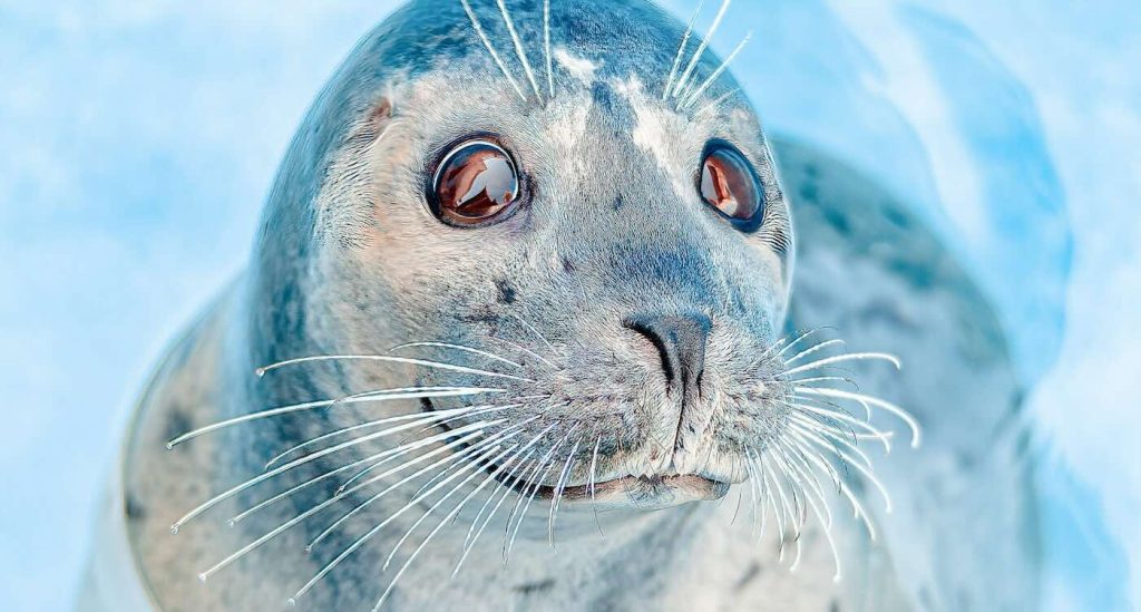 seal-flops-onto-photographer’s-boat-to-escape-hunting-orca-pod–she-captured-it-all-on-camera