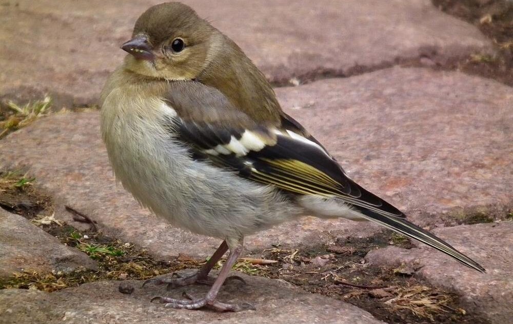 birds-start-to-show-signs-of-recovery-after-bee-harming-pesticide-ban-in-the-eu