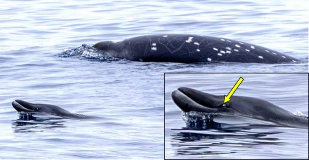 these-rare-whales-had-never-been-seen-alive,-then-scientists-saw-two-near-california