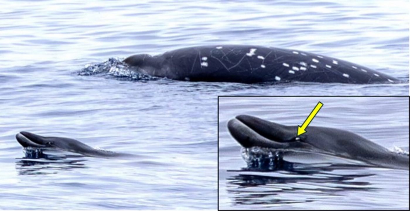these-rare-whales-had-never-been-seen-alive,-then-scientists-saw-two-near-california