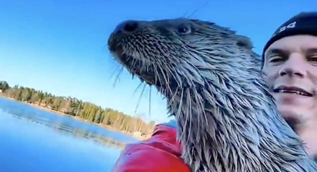 baby-otter-he-rescued-jumps-into-his-boat-every-time-she-sees-him-after-he-returned-her-to-the-wild-(watch)