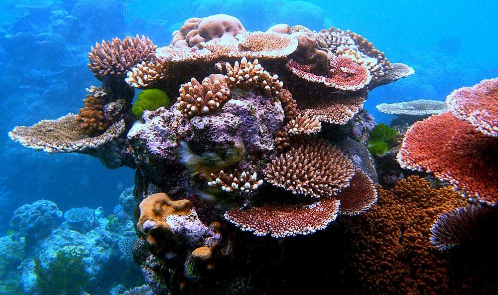 ai-guided-robot-plants-‘baby-corals’-across-the-great-barrier-reef