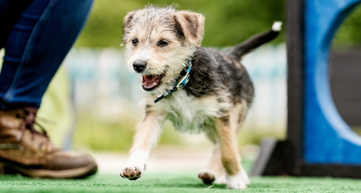 tiny-disabled-puppy-found-in-dumpster-gets-new-home-in-time-for-christmas