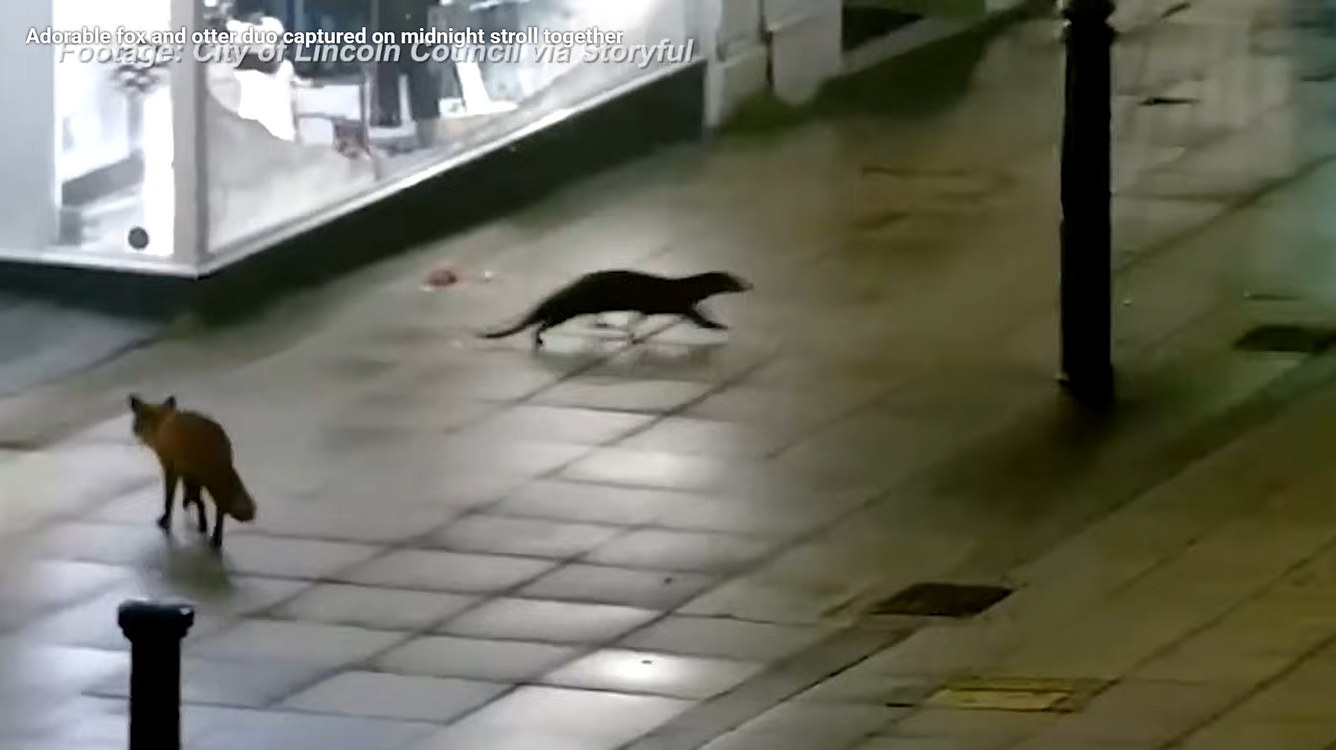 footage-of-river-otter-scurrying-through-lincoln–a-delightful-reward-for-decades-of-conservation-work