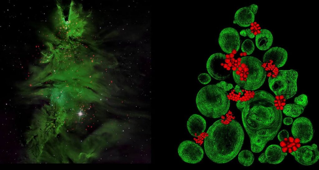 microscopic-‘christmas-tree’-is-remarkable-highlight-of-science-project-comparing-the-vast-and-small