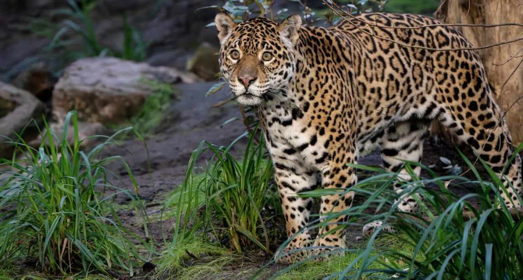 aging-mother-and-son-jaguars-arrive-at-special-‘retirement’-home-for-big-cats-to-live-out-their-years