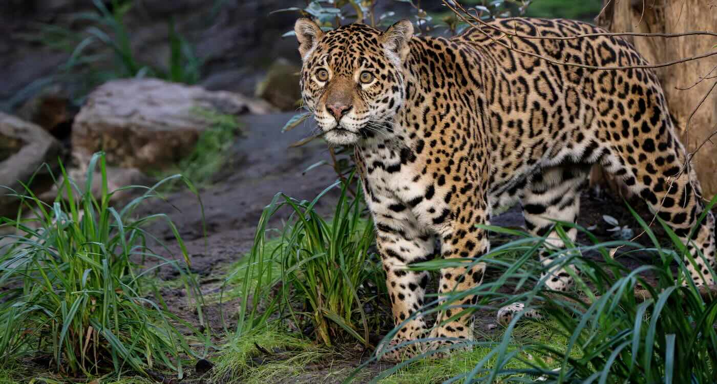 aging-mother-and-son-jaguars-arrive-at-special-‘retirement’-home-for-big-cats-to-live-out-their-years