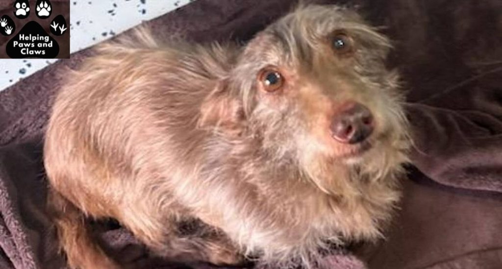 lost-dog-found-chained-to-pole-2,000-miles-away-reunited-with-family-in-time-for-christmas