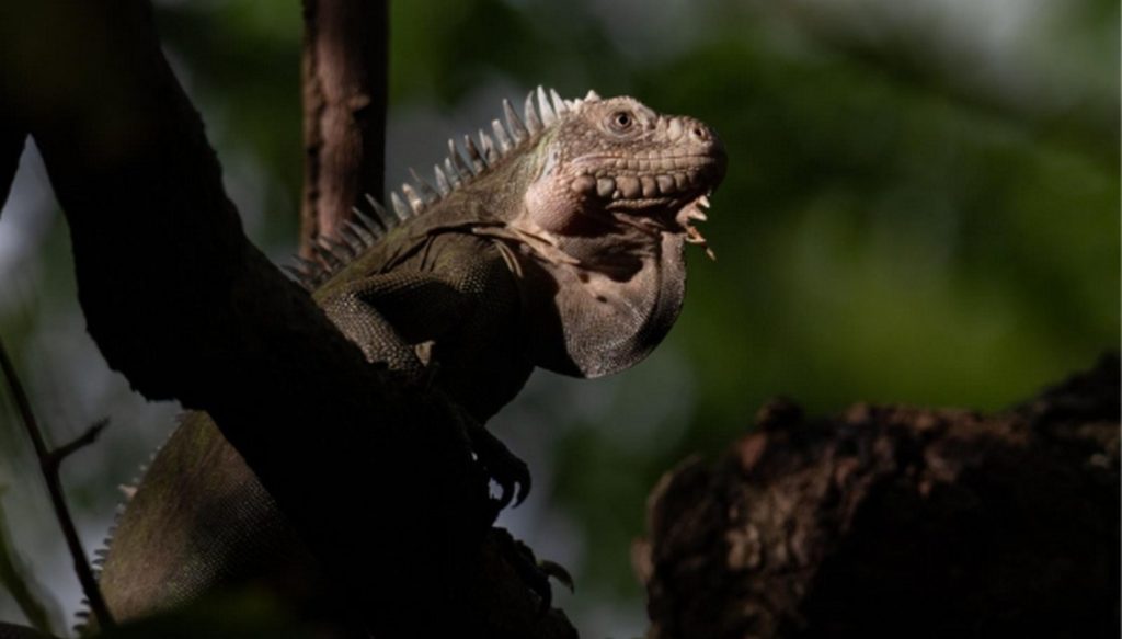 endangered-iguanas-make-a-romantic-getaway-out-of-protected-caribbean-island–populations-explode