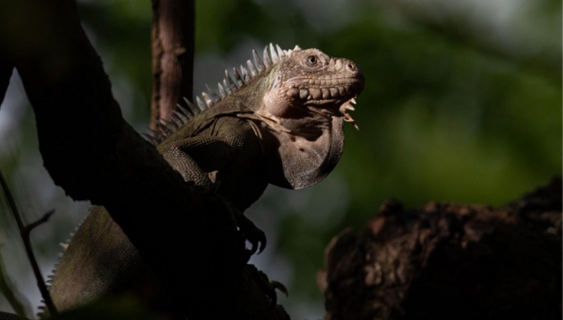 endangered-iguanas-make-a-romantic-getaway-out-of-protected-caribbean-island–populations-explode