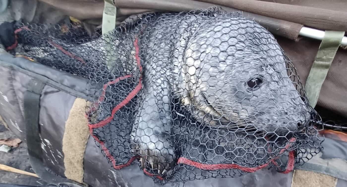 lost-grey-seal-pup-rescued-after-being-netted-by-fisherman-20-miles-away