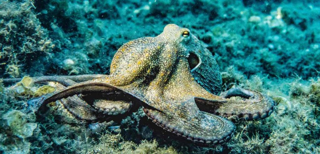 2025-was-‘year-of-the-octopus’-says-uk-wildlife-trust,-amid-record-cephalopod-sightings