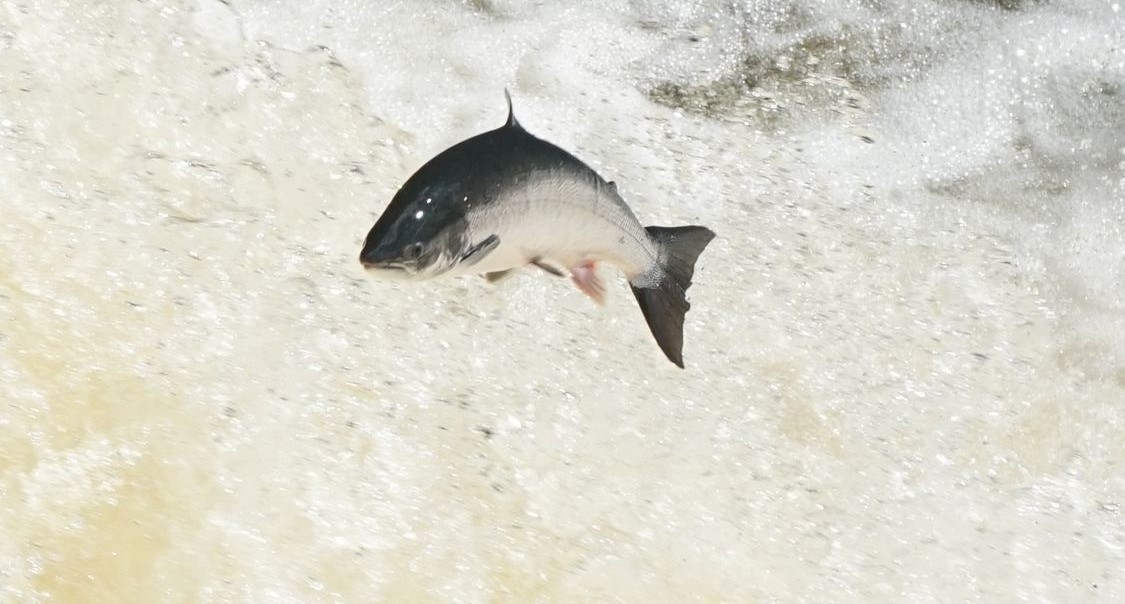 young-atlantic-salmon-seen-in-three-english-rivers-for-first-time-in-a-decade