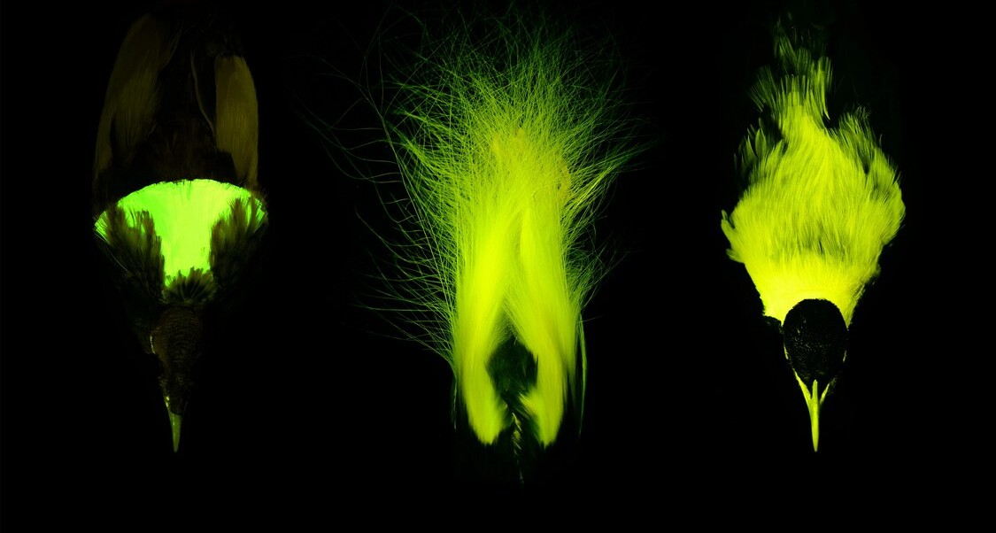 birds-of-paradise-flashy-feathers-also-glow-in-biofluorescence,-surprise-discovery-demonstrates