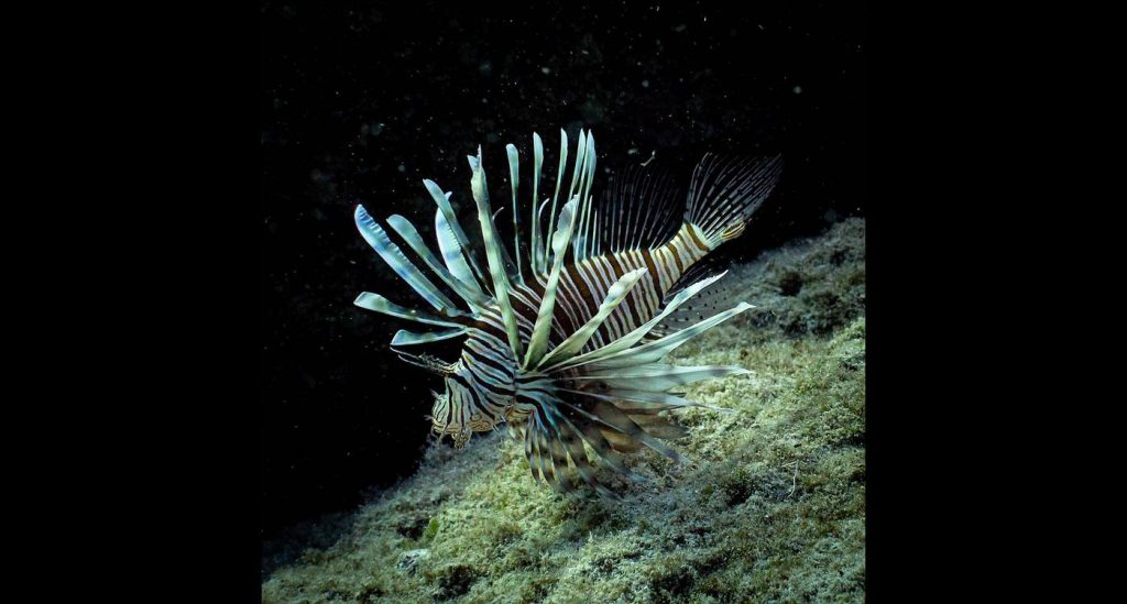 if-you-can’t-beat-‘em,-eat-‘em:-ecologists-combat-invasive-lionfish-with-local-cuisine