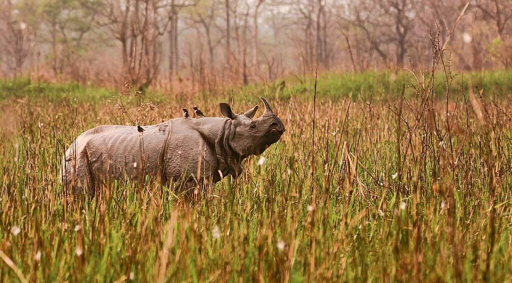 zero-rhinos-poached-in-india’s-stronghold-for-the-second-year-on-record