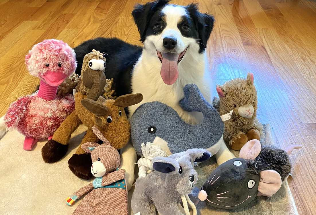 some-dogs-learn-new-words-by-eavesdropping-on-their-owners,-shows-new-science